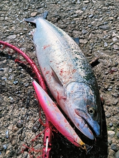 サクラマスの釣果