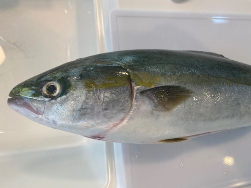 ハマチの釣果