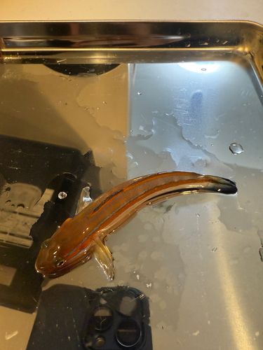 ニシキハゼの釣果