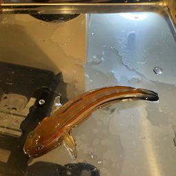 ニシキハゼ