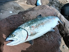 サクラマスの釣果