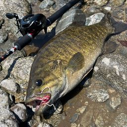 スモールマウスバス