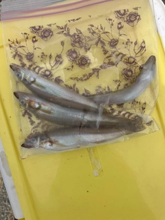 キスの釣果