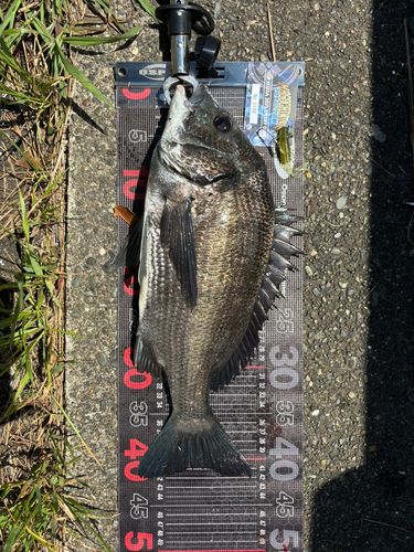 チヌの釣果