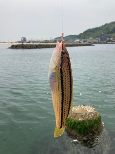 キュウセンの釣果