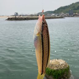 キュウセン
