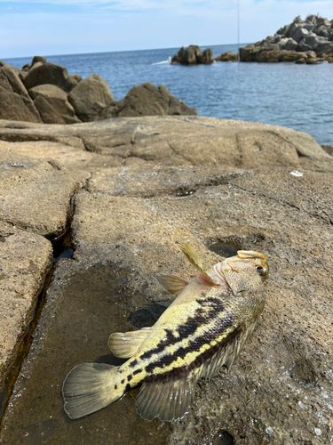 シマゾイの釣果