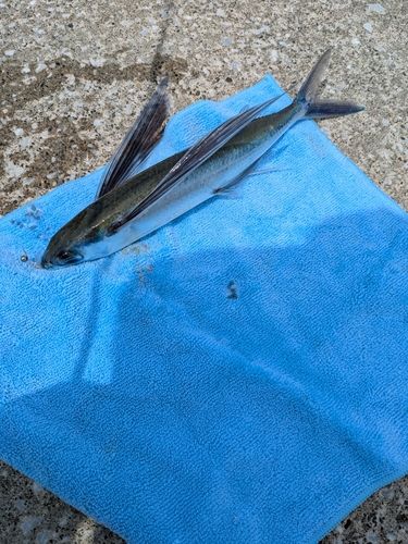トビウオの釣果