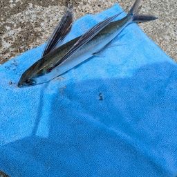 トビウオ
