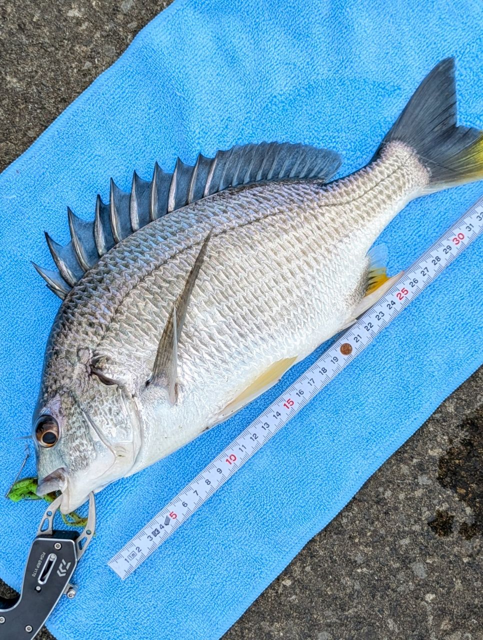 トビウオ