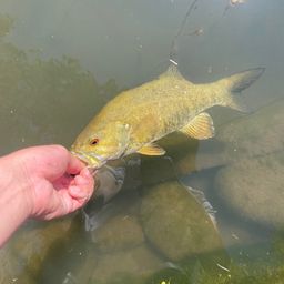 スモールマウスバス