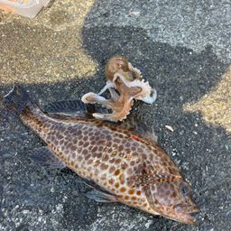 オオモンハタ