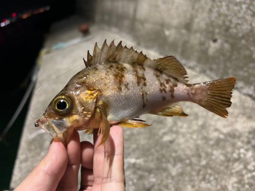 シロメバルの釣果