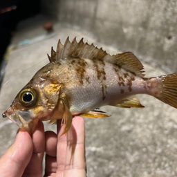 シロメバル