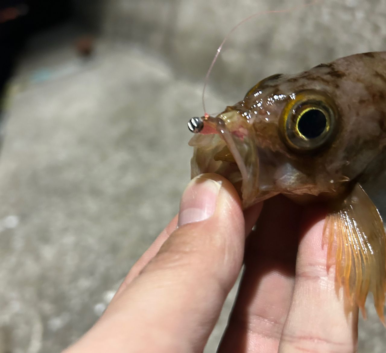 シロメバル