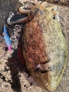 モンゴウイカの釣果