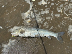 フッコ(マルスズキ)の釣果