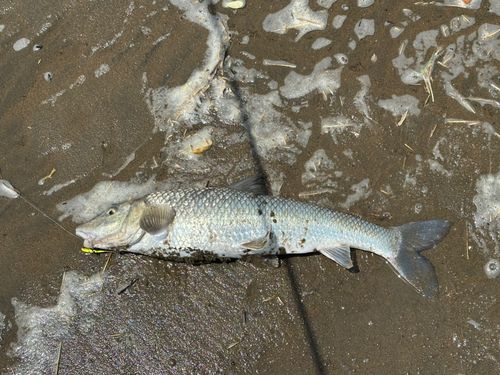 フッコ（マルスズキ）の釣果