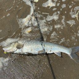 フッコ（マルスズキ）