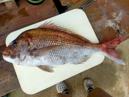 マダイの釣果