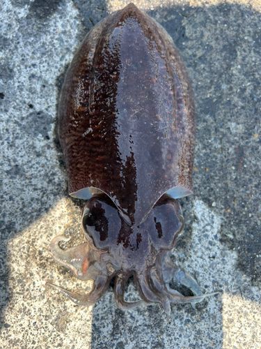 ハリイカの釣果