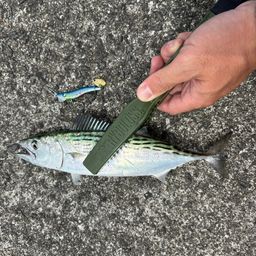ハガツオ