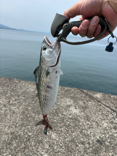 ハガツオの釣果