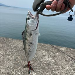 ハガツオ
