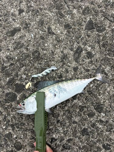 ハガツオの釣果
