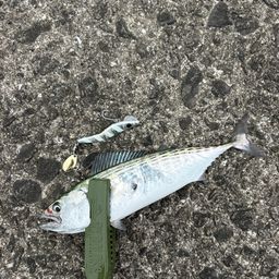ハガツオ