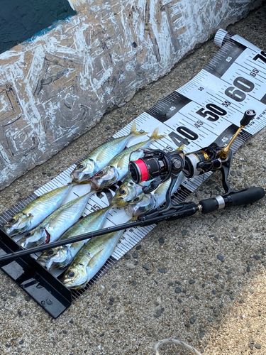マアジの釣果