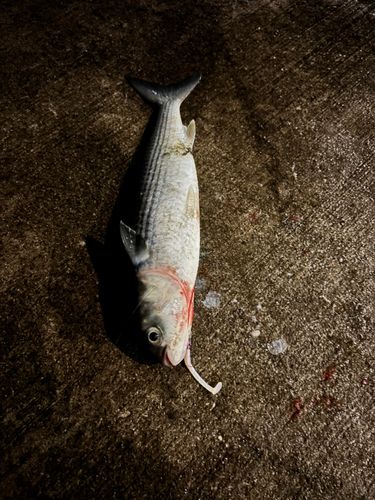 ボラの釣果