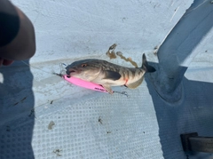 ホッケの釣果