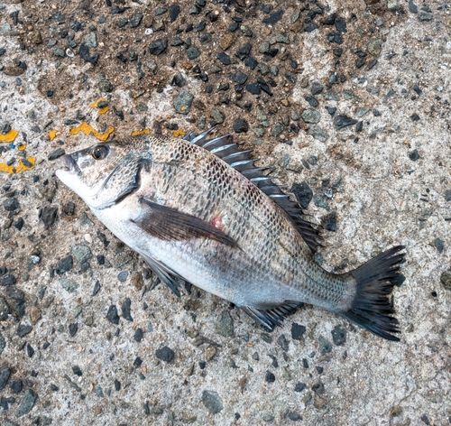 チヌの釣果