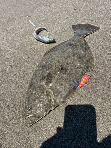 ヒラメの釣果