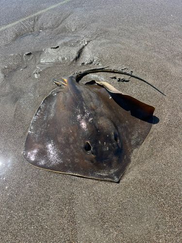 アカエイの釣果