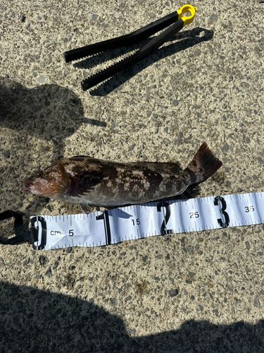 アイナメの釣果