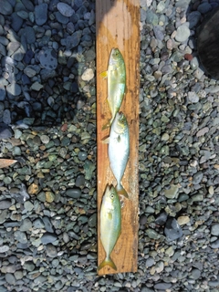 ワカシの釣果