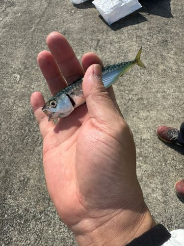 サバの釣果