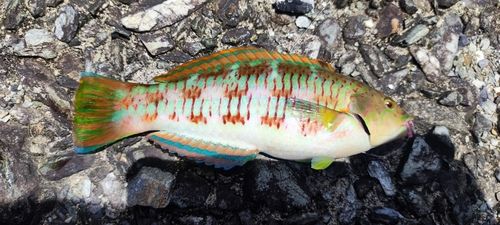 キュウセンの釣果