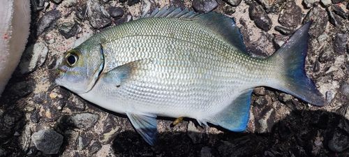 テンジクイサキの釣果