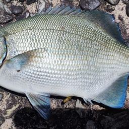 テンジクイサキ