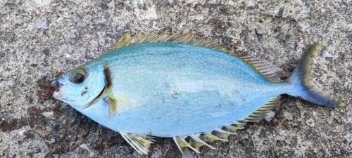 ハナアイゴの釣果