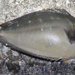 テングハギモドキ
