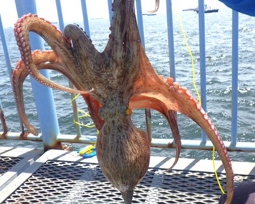 タコの釣果