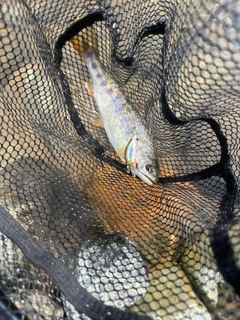 ヤマメの釣果