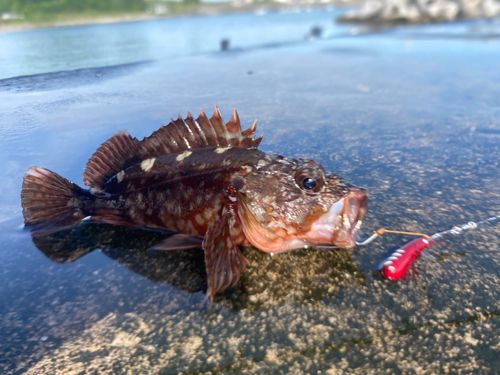 ガシラの釣果