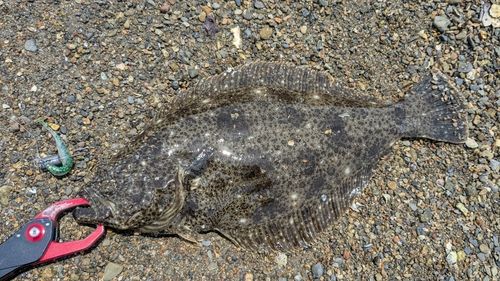 ヒラメの釣果