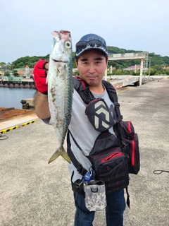 サバの釣果