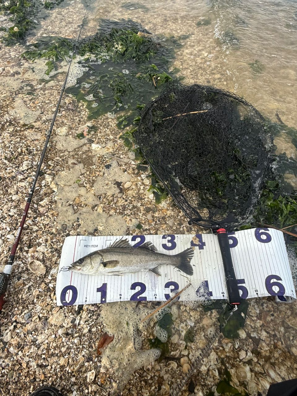 セイゴ（マルスズキ）